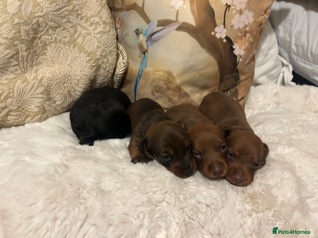 Miniature Dachshund dogs for sale: Kennel club registered litter of 4 pups - Image 12