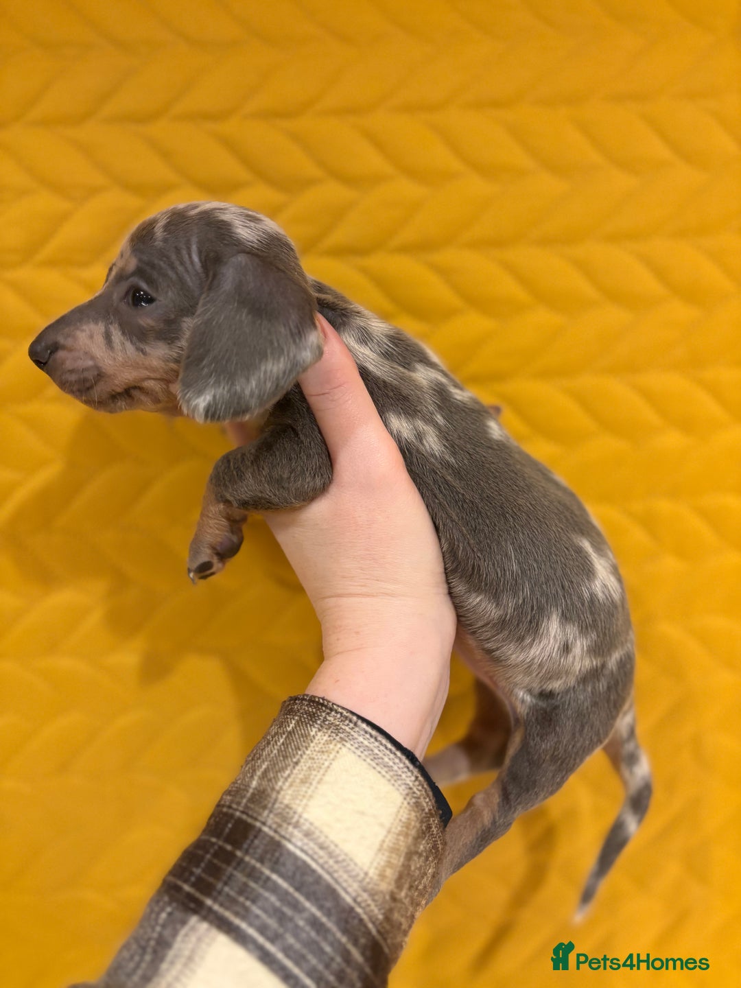 Miniature Dachshund dogs for sale: KC registered Miniature Dachshund Puppies - Advert 8