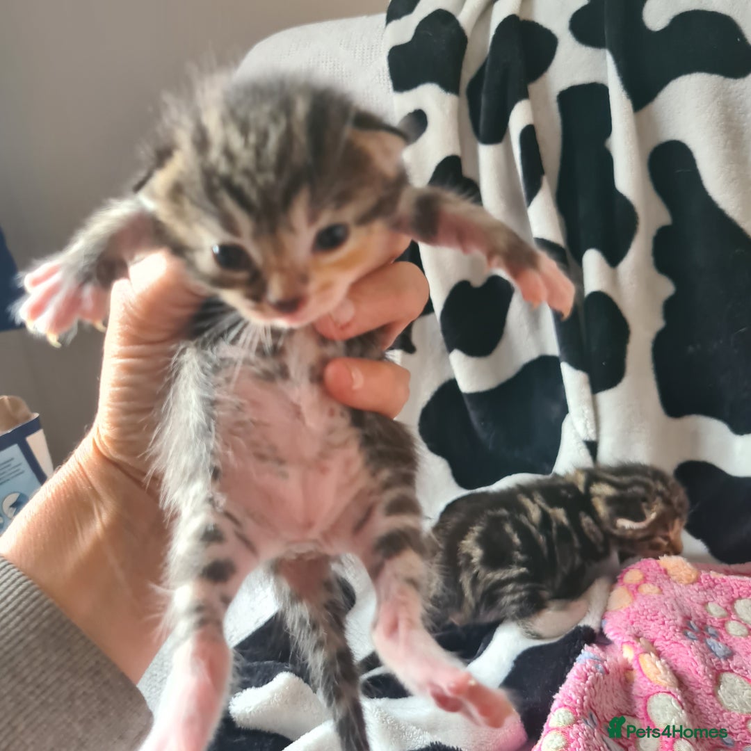 Mixed Breed cats for sale: really beautiful mixed litter - Image 13