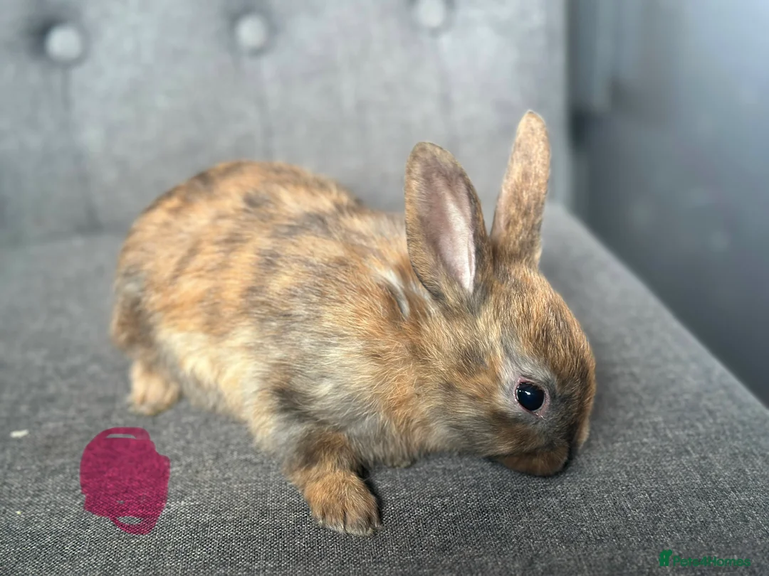 English Spot rabbits for sale: Adorable English Spot x Rex bunnies for sale - Advert 4