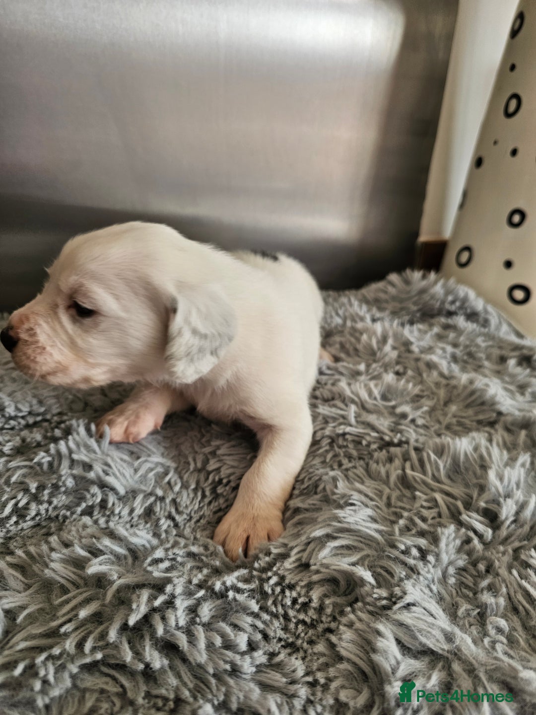 Beagle dogs for sale: BEAGLE X SPANIEL MIX PUPPIES - Image 10