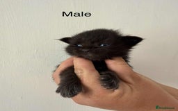Maine Coon cats for sale: TICA registered large Maine Coon kittens - Image 17