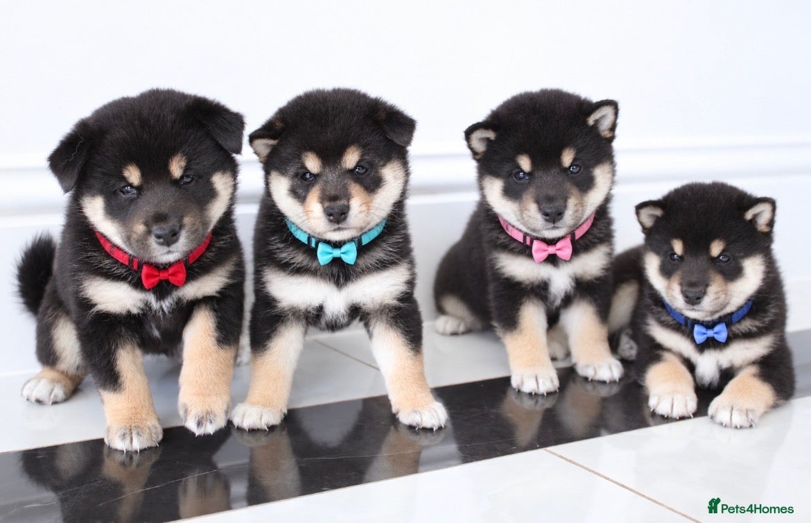 Japanese Shiba Inu dogs for sale: EXCEPTIONAL SHIBA INU PUPPIES OUTSTANDING QUALITY - Advert 3
