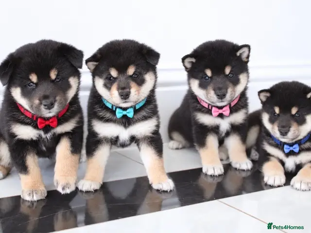 Japanese Shiba Inu dogs for sale: EXCEPTIONAL SHIBA INU PUPPIES OUTSTANDING QUALITY - Advert 3