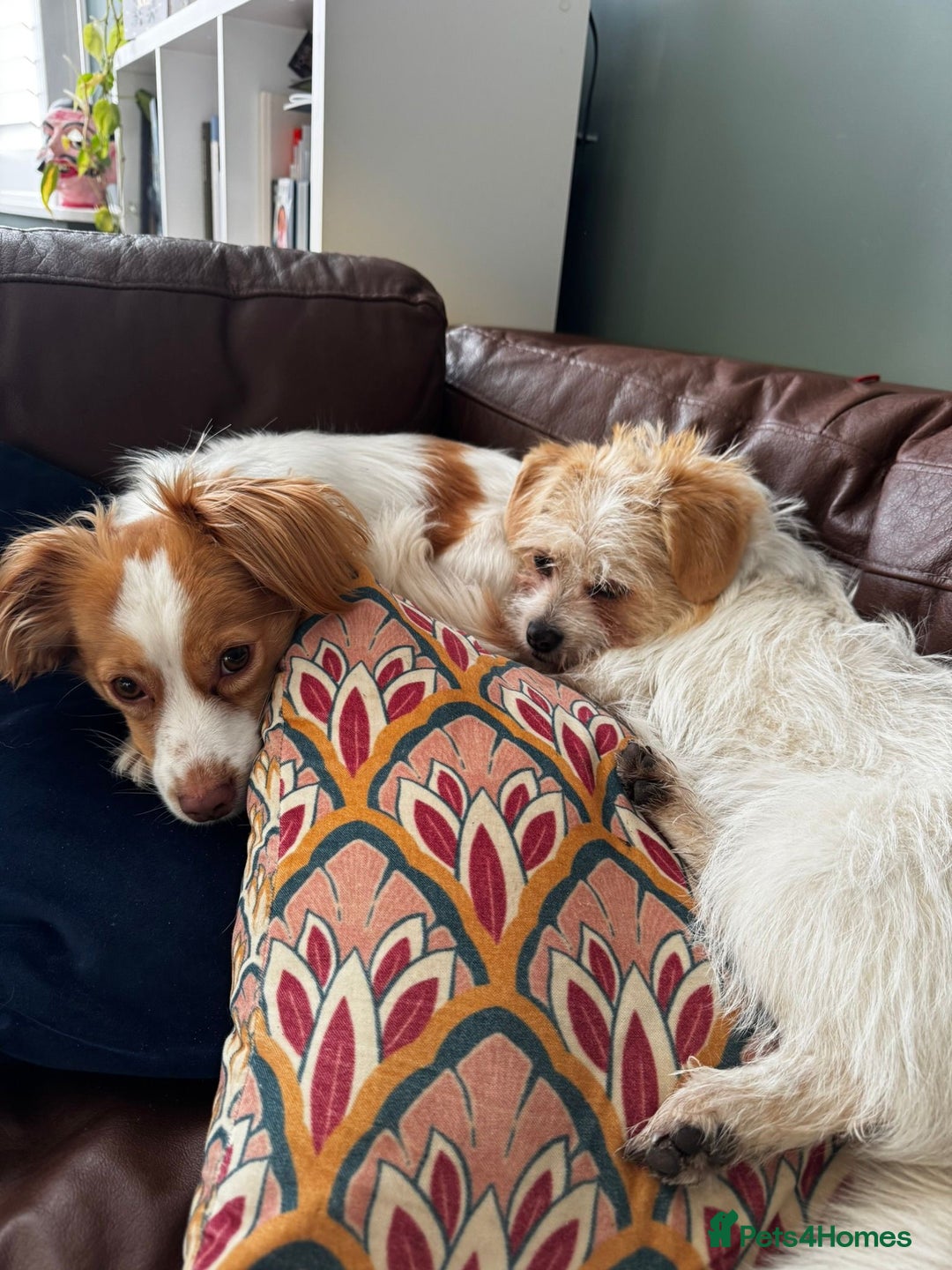 Mixed Breed dogs for adoption: Cynthia - Advert 22