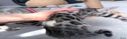 Bengal cats for sale: Gray Bengal kittens - Advert 12