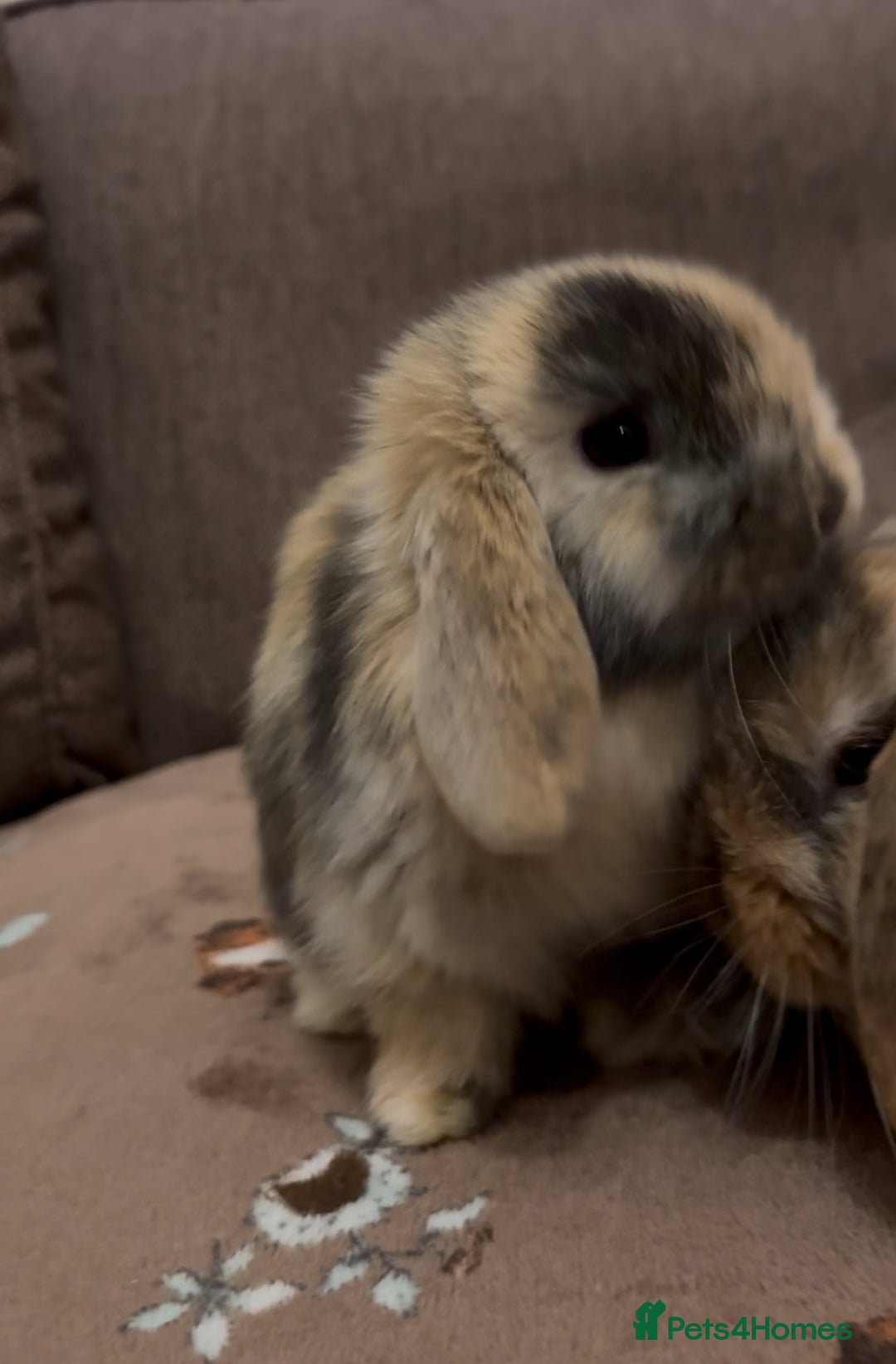 Mini Lop rabbits for sale: Bonded Mini Lop Harlequin Pair. Sold Together Only - Advert 16
