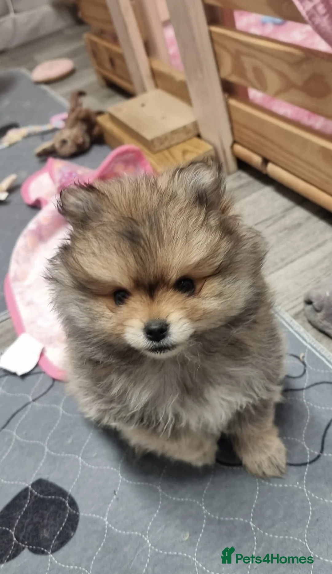 Pomeranian dogs for sale: GORGEOUS POMERANIAN PUPPIES!! 🐶🐶🐶 - Advert 5