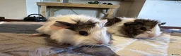 Guinea Pig rodents for sale: Long haired male guinea pig brothers  - Advert 3
