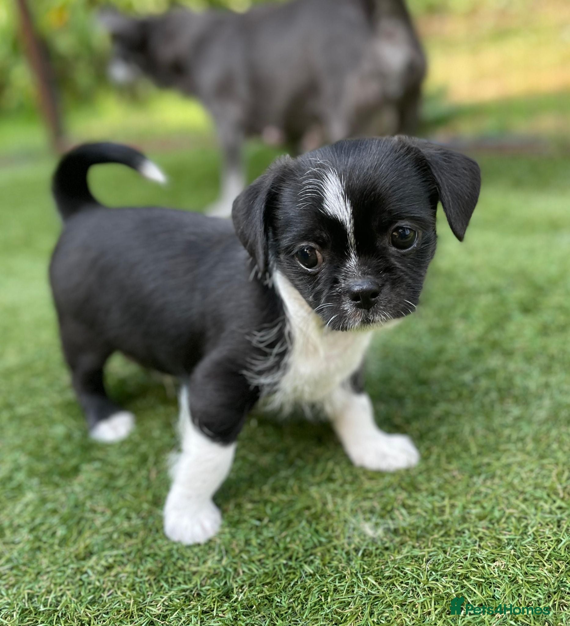 Mixed Breed dogs Lovely litter of beautiful shichis - Advert 2