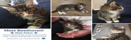 Maine Coon cats for sale: Maine Coon kitten boy - Advert 15