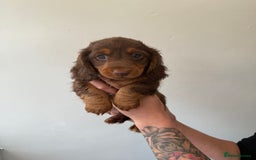 Miniature Dachshund dogs for sale: Longhaired miniature dachshund’s  - Image 2