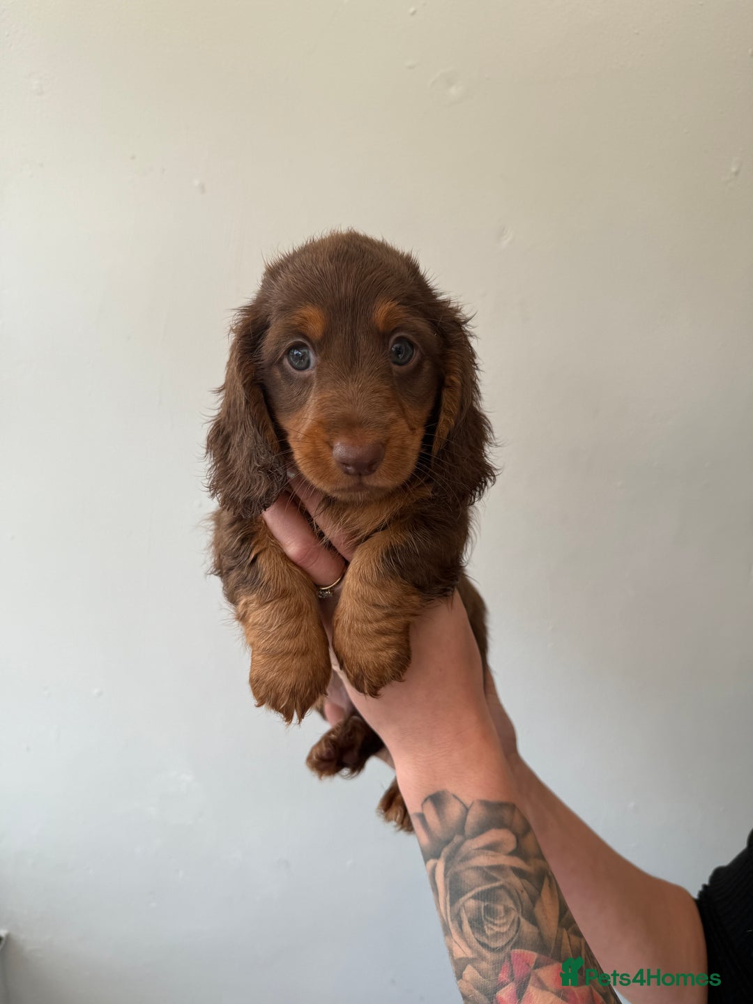 Miniature Dachshund dogs for sale: Longhaired miniature dachshund’s  - Image 2