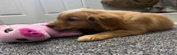 Golden Retriever dogs for sale: Beautiful KC Golden Retriver Puppies  - Advert 11
