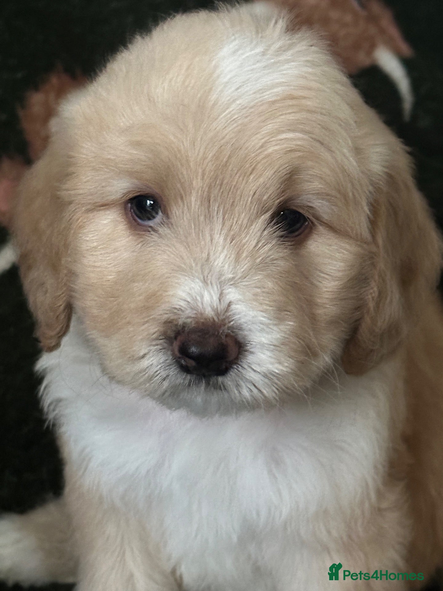 Mixed Breed dogs Unique sheepadoodle mix  - Advert 9
