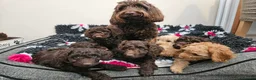 Cockapoo dogs for sale: Last stunning f2b Chocolate cockapoo boy - Advert 1
