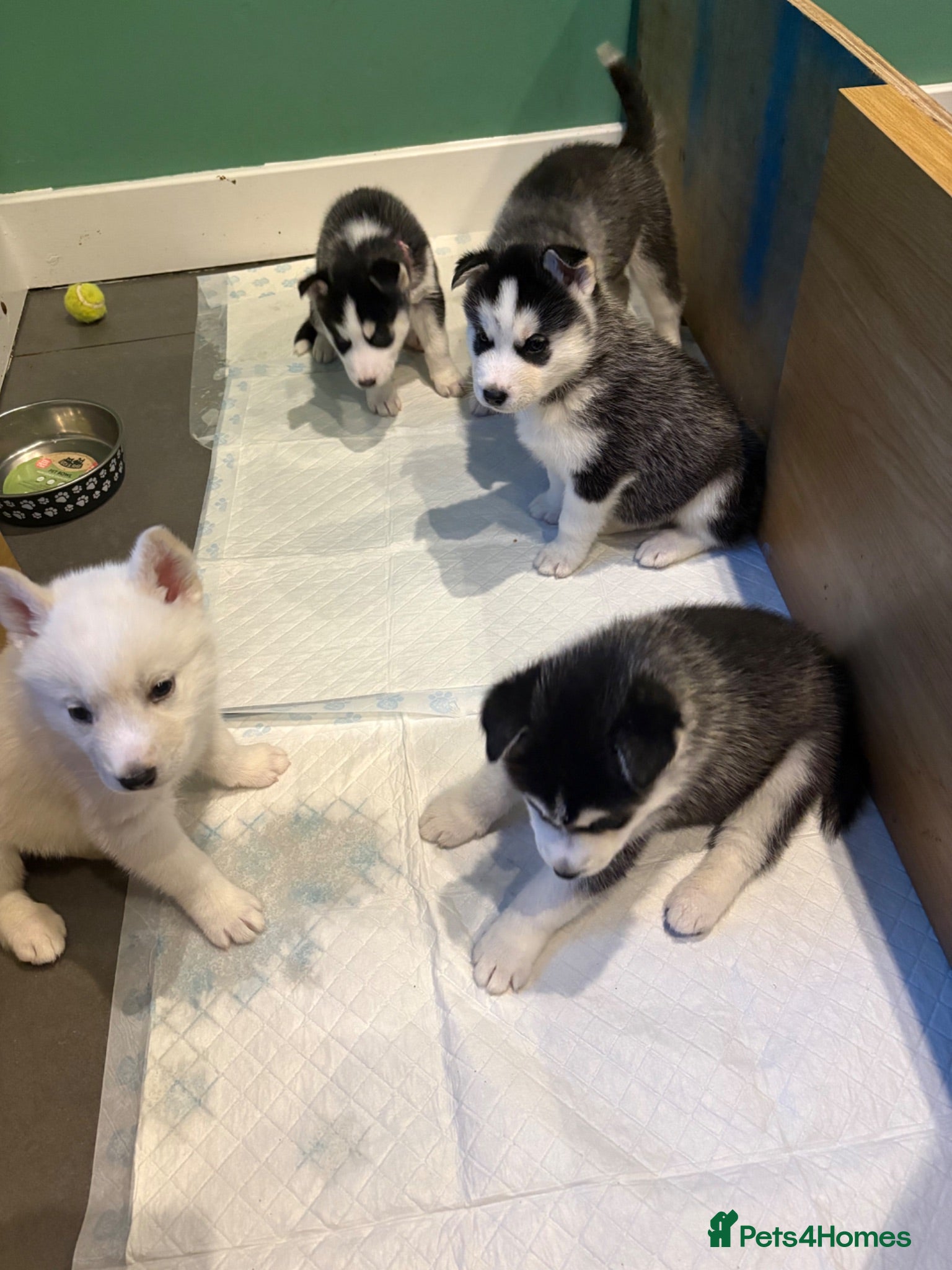 Siberian Husky dogs Siberian Husky puppies 1 boy 4 girls - Advert 2