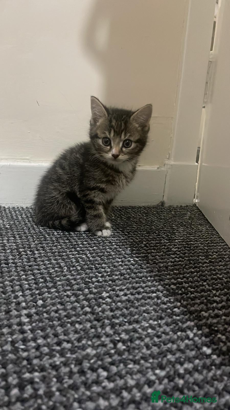 British Shorthair cats Cute British X kittens - Advert 1