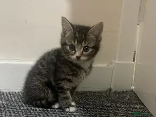 British Shorthair cats Cute British X kittens - Advert 1