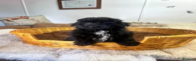 Pomapoo Puppy 1