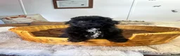 Pomapoo dogs for sale: stunning fluff balls - Advert 5