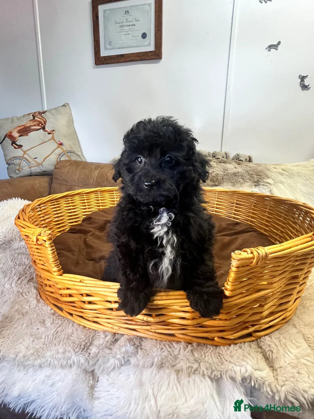 Pomapoo dogs for sale: stunning fluff balls - Advert 5