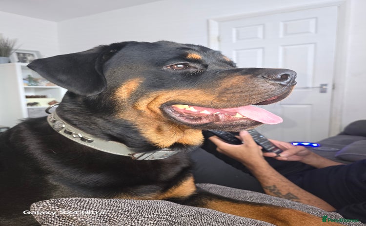 Rottweiler dogs - Advert 1