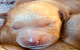 Golden Retriever dogs for sale: Deep Fox Red Golden Retriever Puppies  - Image 7