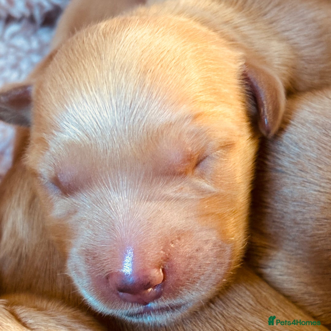 Golden Retriever dogs for sale: Deep Fox Red Golden Retriever Puppies  - Image 7