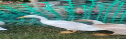Ducks poultry for sale: Male runner ducks  - Advert 1