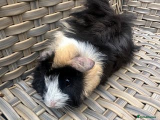 Guinea Pig rodents 1 left Lovely funky haired male guinea pig - Advert 16