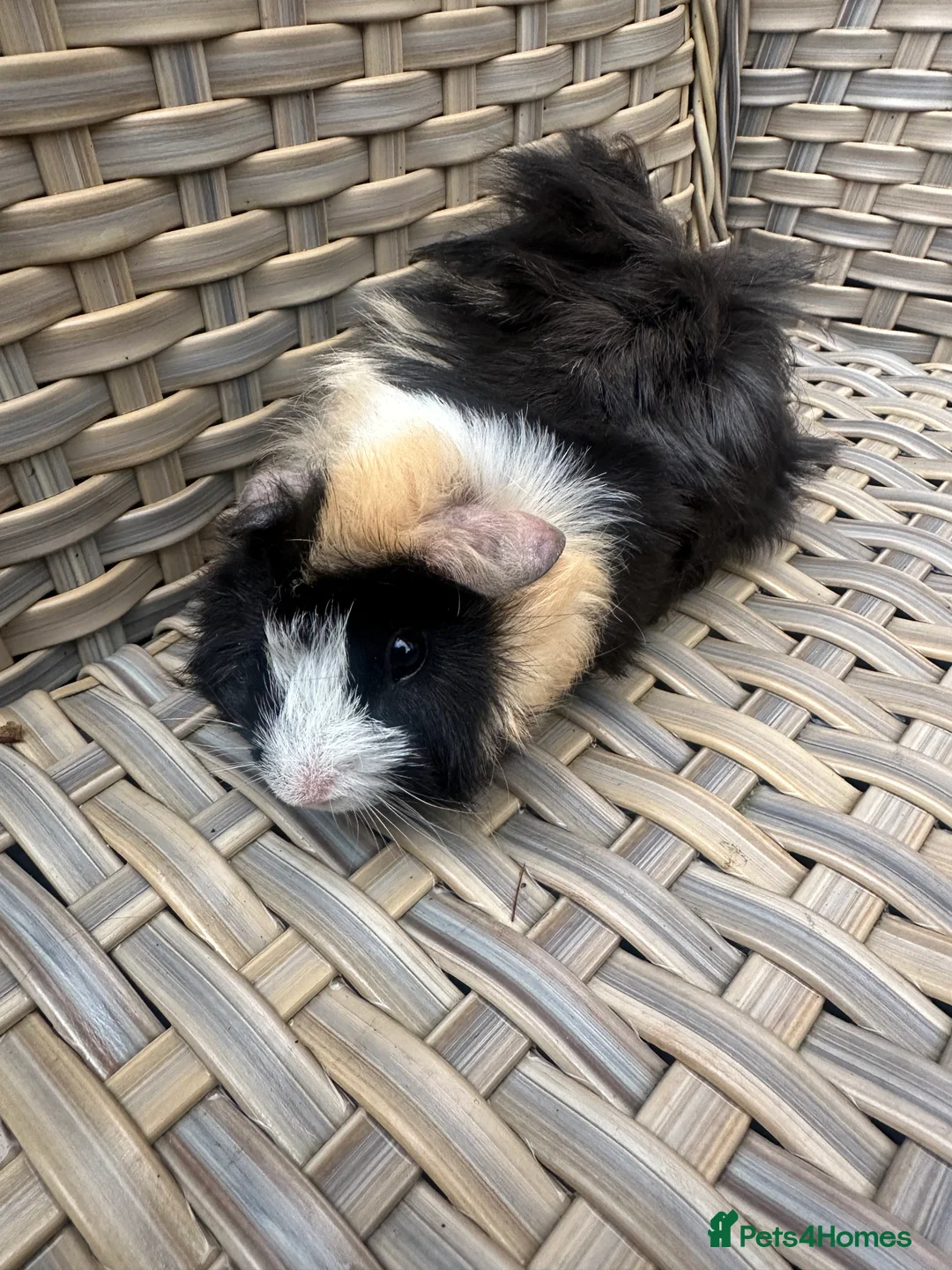 Guinea Pig rodents for sale: 1 left Lovely funky haired male guinea pig - Advert 1
