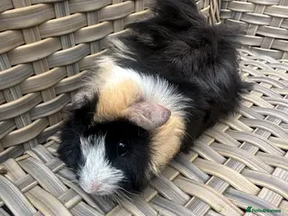 Guinea Pig rodents 1 left Lovely funky haired male guinea pig - Advert 3