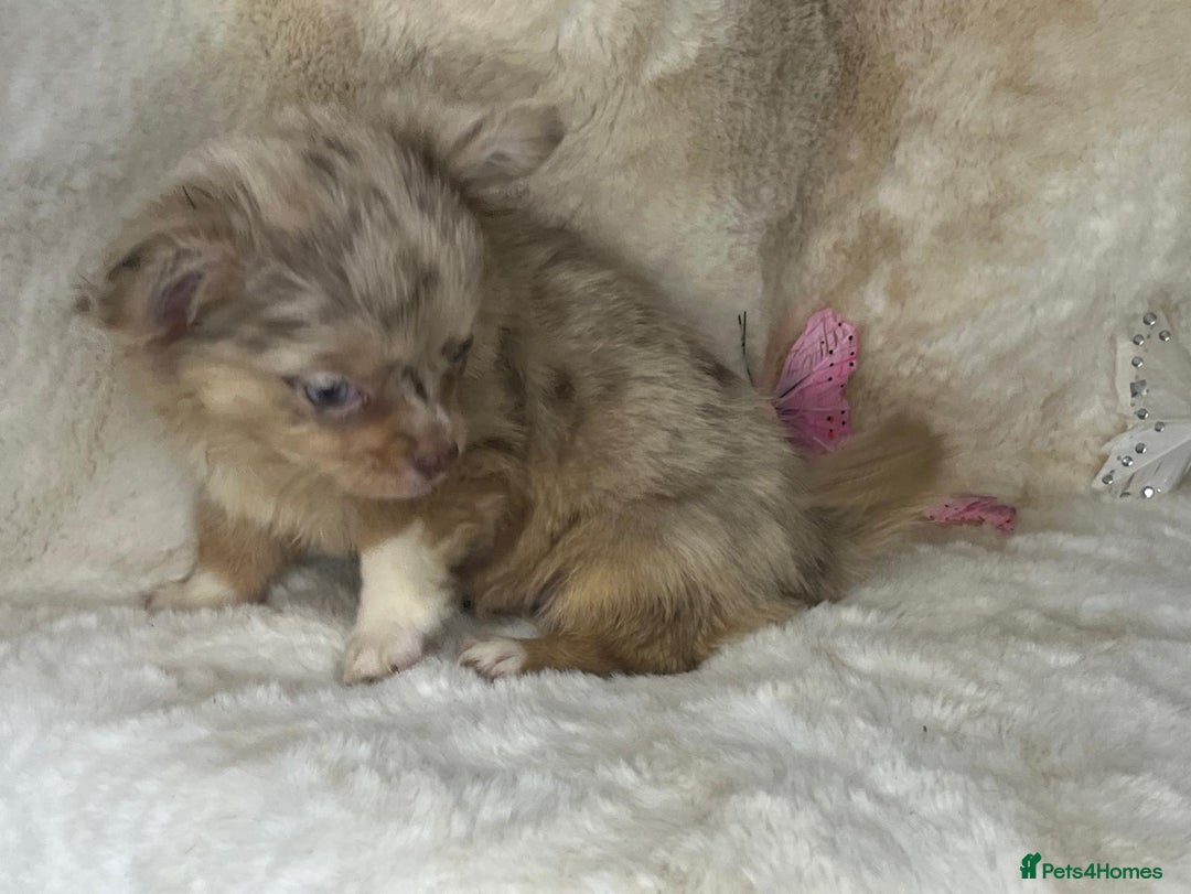 Chihuahua dogs for sale: Chihuahua long coat. Marble  - Image 26