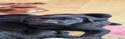 Labrador Retriever dogs for sale: 2 BEAUTIFUL BLACK BOY KC LABRADORS READY TO LEAVE - Advert 8