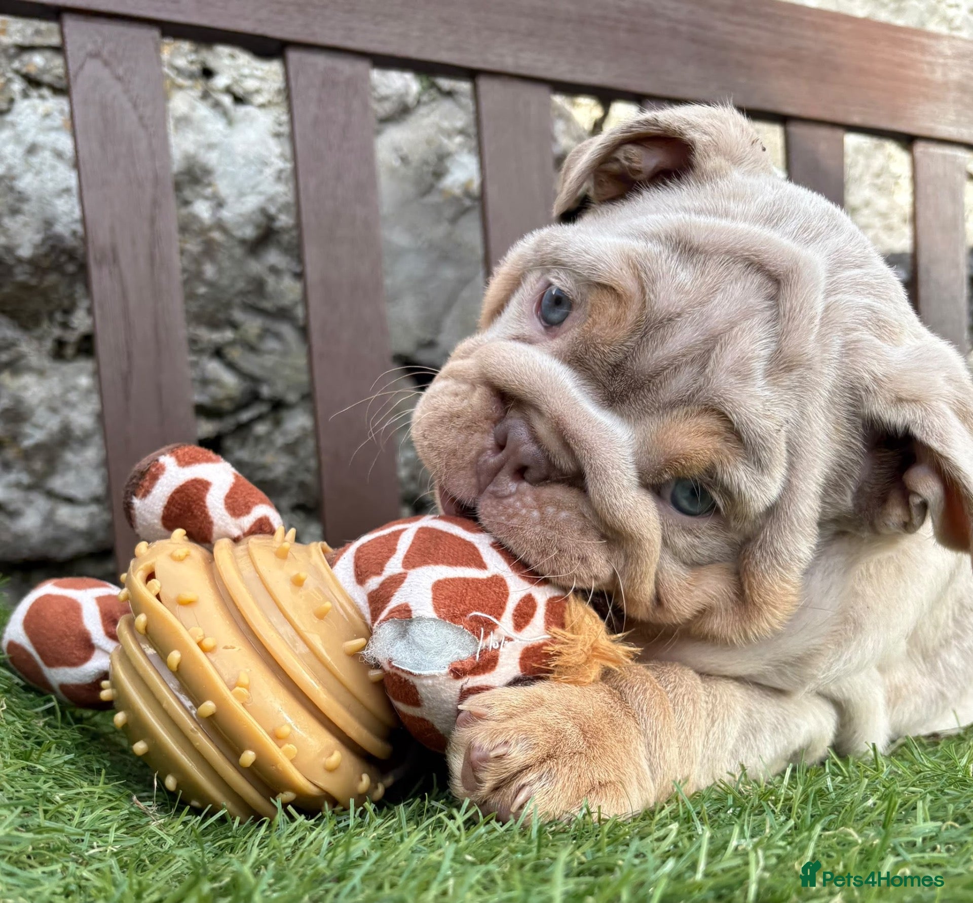 English Bulldog dogs Ready Tuesday! Outstanding Bulldog Puppies - Advert 1