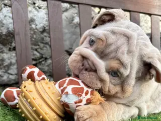 English Bulldog dogs Ready Tuesday! Outstanding Bulldog Puppies - Advert 1