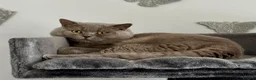 British Shorthair cats for stud: GCCF  Registered Chocolate & Lilac Active Studs  - Advert 7