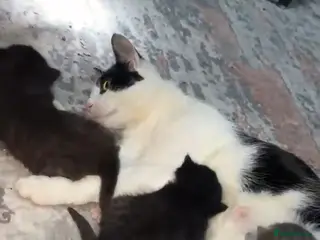 British Shorthair cats British Shorthair Cross - Advert 1