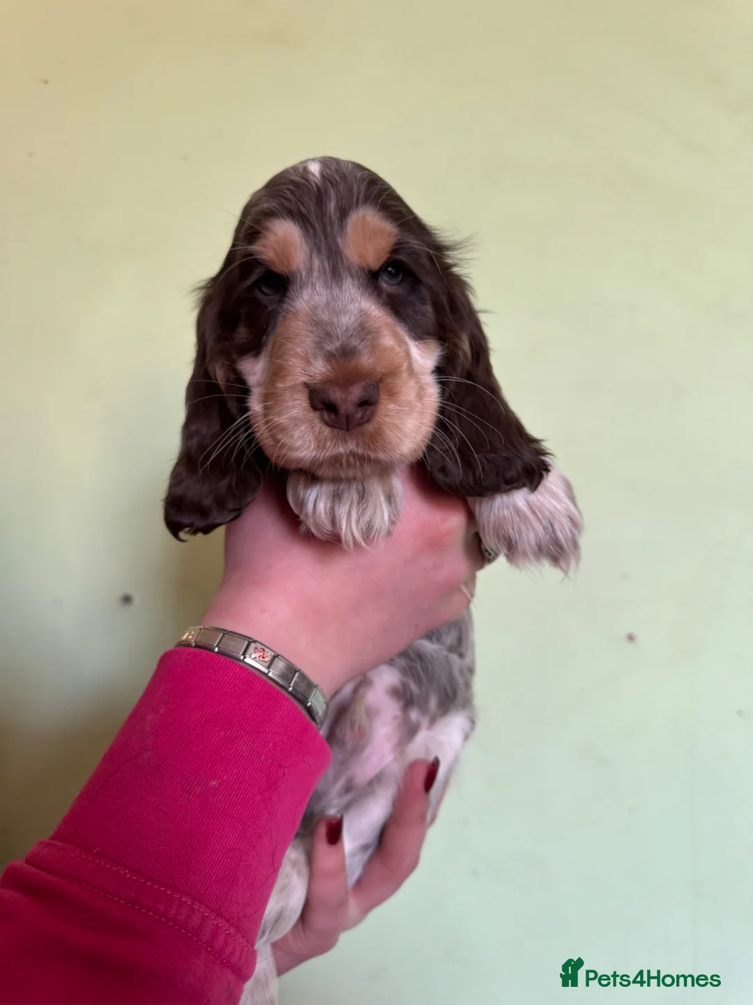 Cocker Spaniel dogs for sale: Show Type cocker spaniels  - Advert 17