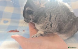 Chinchilla rodents for sale: Bonded mother and daughter pair - Image 6