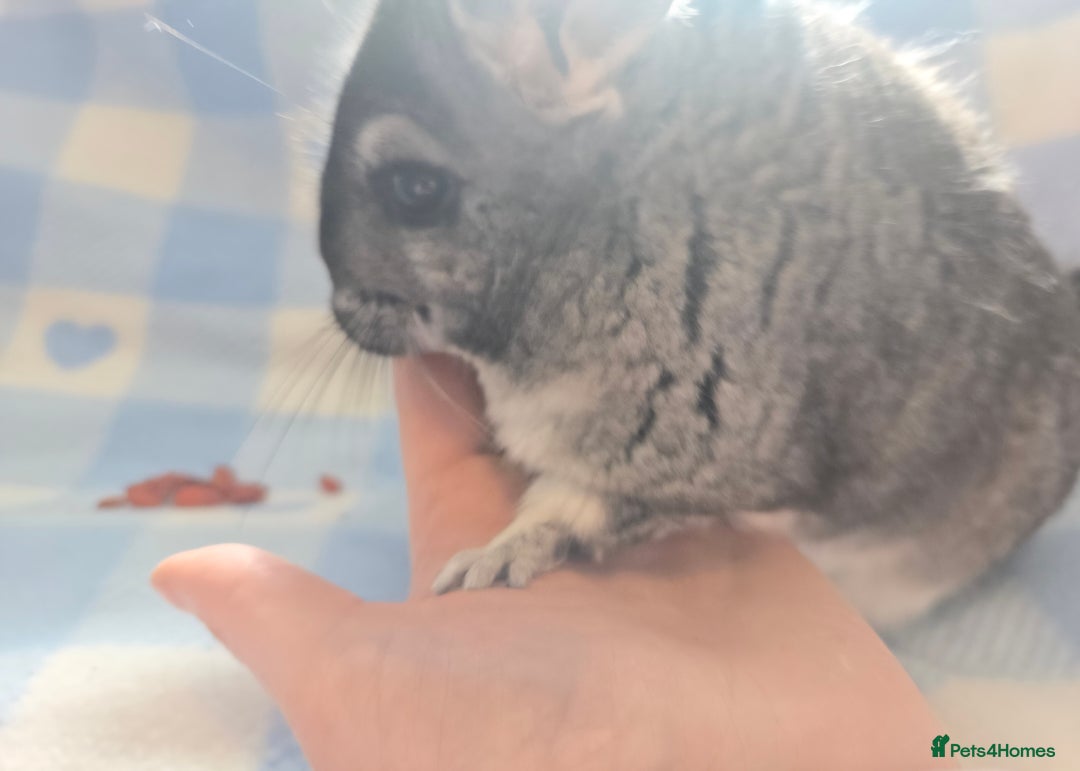 Chinchilla rodents for sale: Bonded mother and daughter pair - Image 6