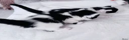 Mixed Breed cats for sale: Four Beautiful Kittens - Advert 5
