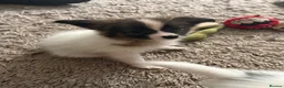 Papillon dogs for sale: KC Registered Male Papillon puppy for sale in Braintree - Advert 10