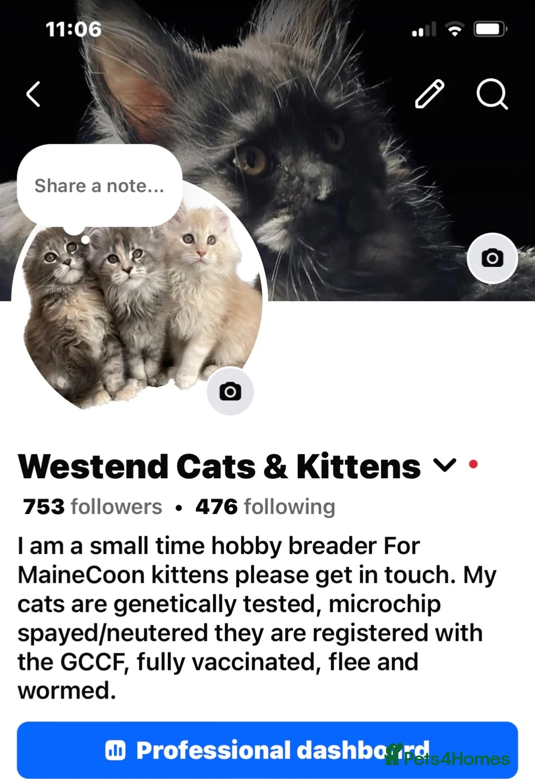 Maine Coon cats for sale: GCCF registered Maine Coons - Advert 2