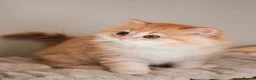 British Longhair cats for sale: VET BRED LAP CAT GCCF KITTENS NOW + WAITLIST - Advert 10