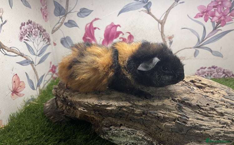 Guinea Pig rodents - Advert 15