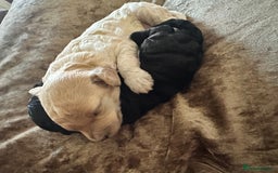 Cockapoo dogs for sale: Adorable F1B Cockapoo Puppies ready 6th November - Image 26