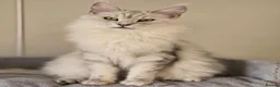 Maine Coon cats for sale: Stunning Silver Shaded Maine Coon kittens - Advert 24