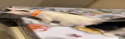 Turkish Angora cats for sale: Mix Turkish Angora kitten - Advert 38